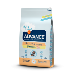 אדוונס כלב גור גזע קטן עוף