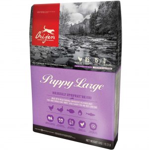 אוריג’ן כלב גור גזע גדול