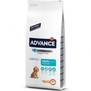 אדוונס גורים גזע בינוני עוף